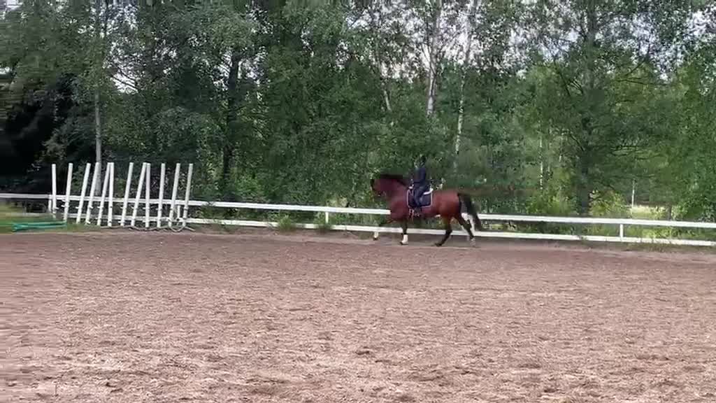 Dressyr hästar till salu: Snygg dressyrhäst - Video 4