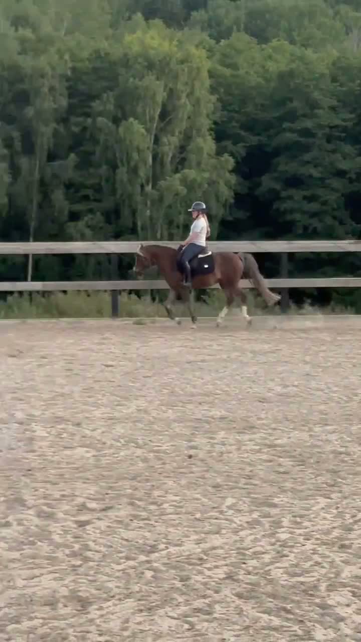 Hoppning hästar till salu: Sagoponny kat B i Rönninge - Video 2
