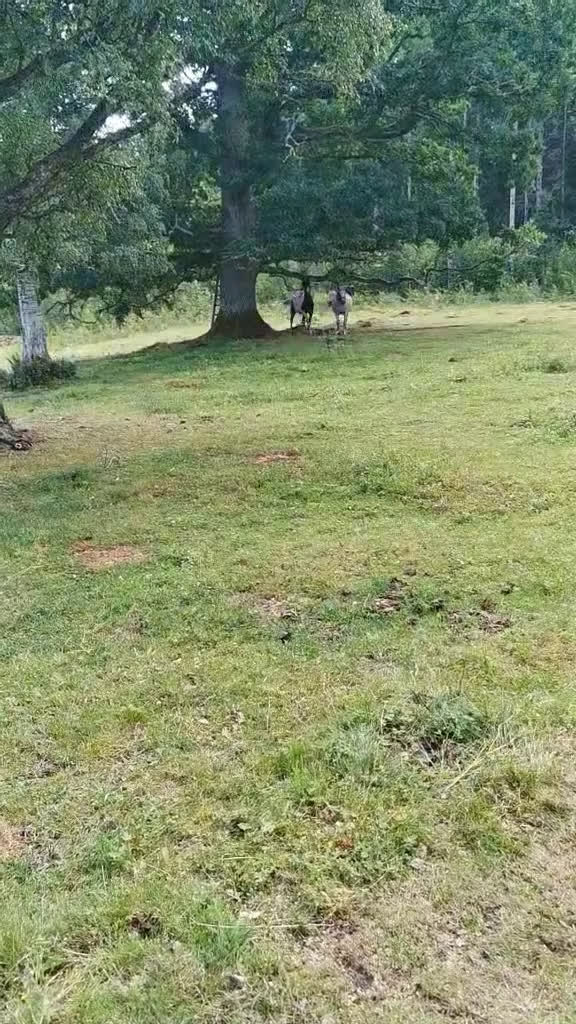  avel finnes: 98%arab skäck  - Video 3