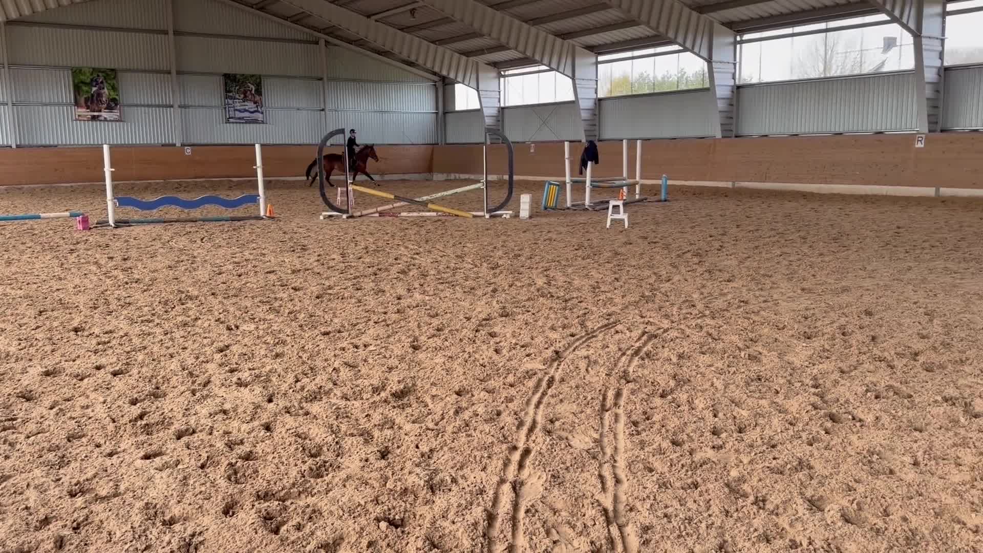 Hoppning hästar till salu: Mycket trevlig unghäst  - Video 3