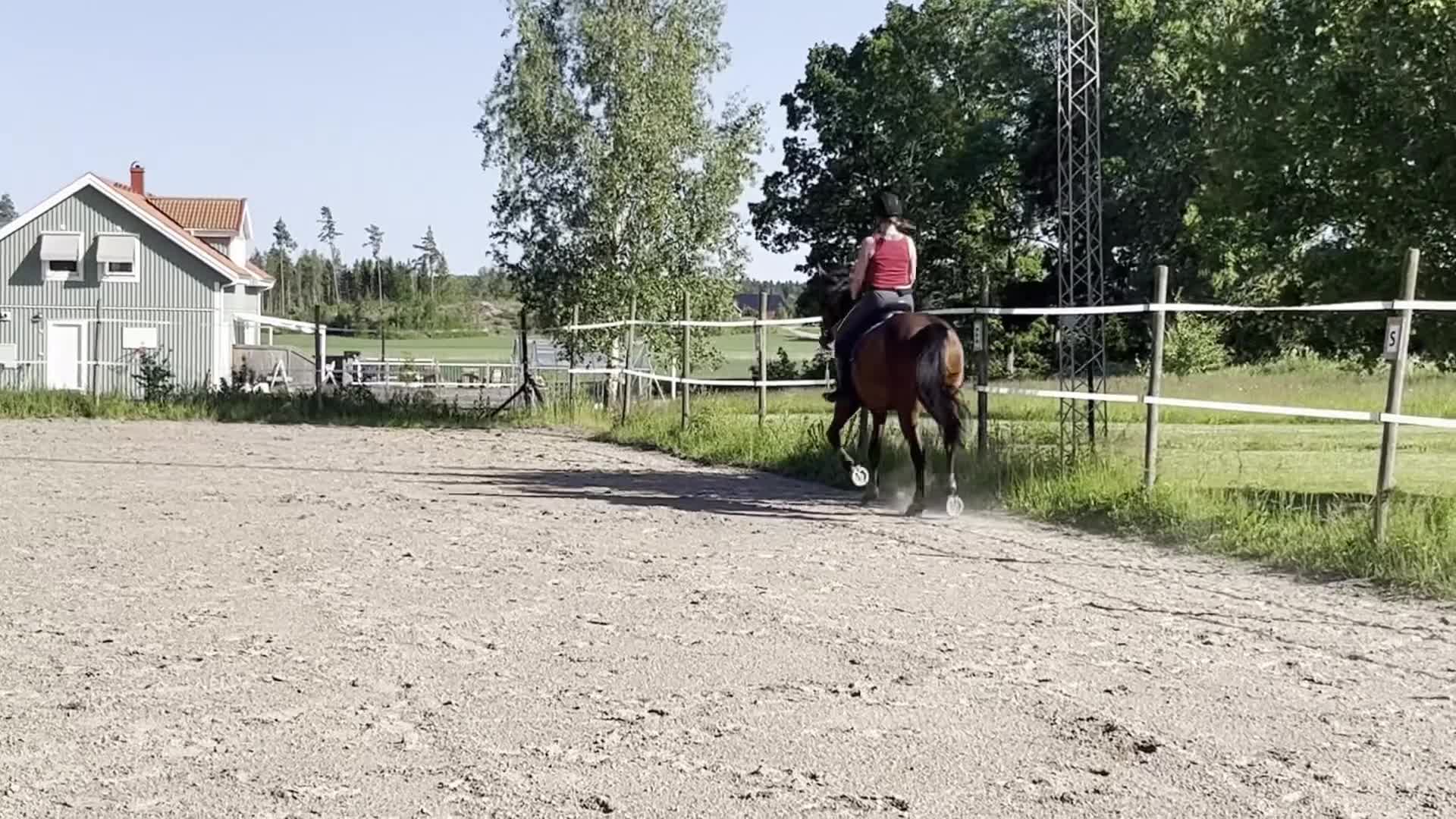 Dressyr hästar till salu: Elegant dressyrsto med utstrålning  - Video 5