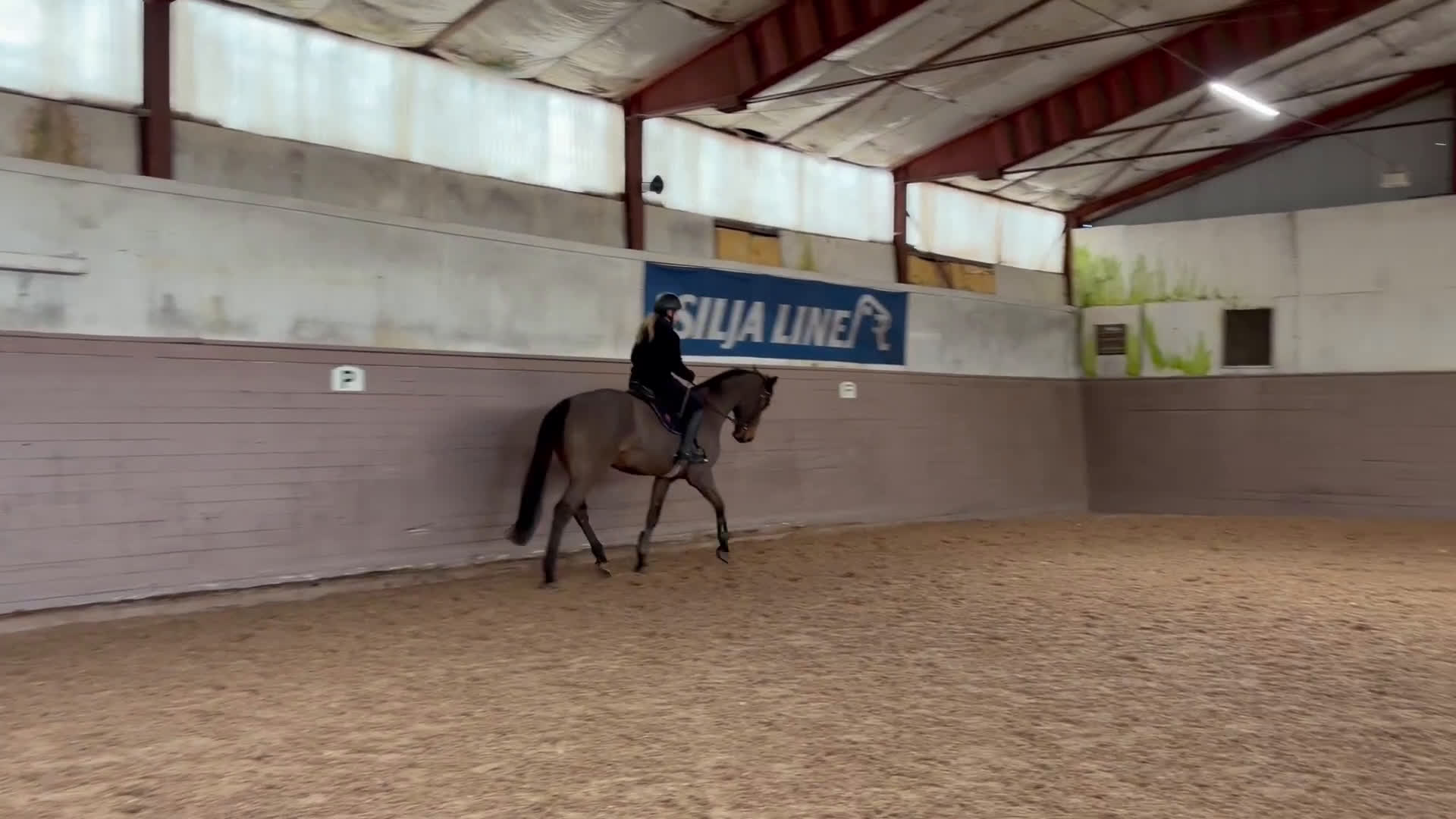 Hoppning hästar till salu: Hopphäst / Allround - Video 2