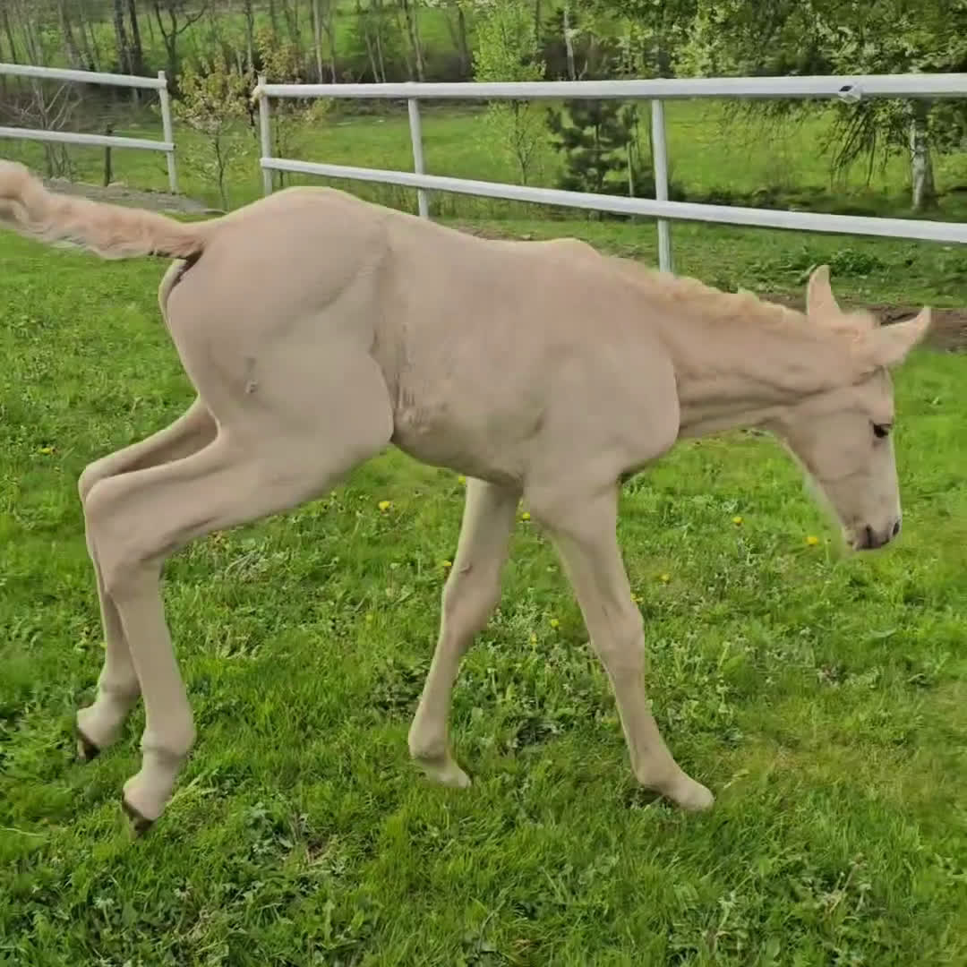 Dressyr hästar till salu:  PRE kille för den kräsna 💙 Palomino. Passa på i Veddige - Video 3