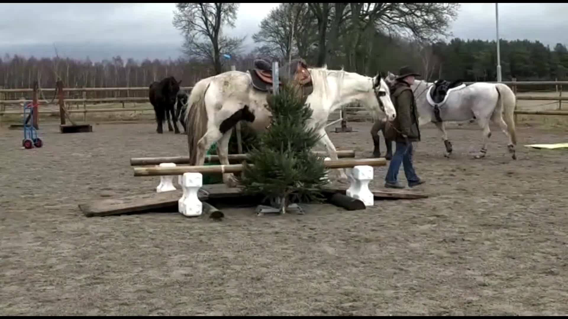 Allround hästar till salu: Roligaste korsningskompisen söker nya äventyr - Video 1