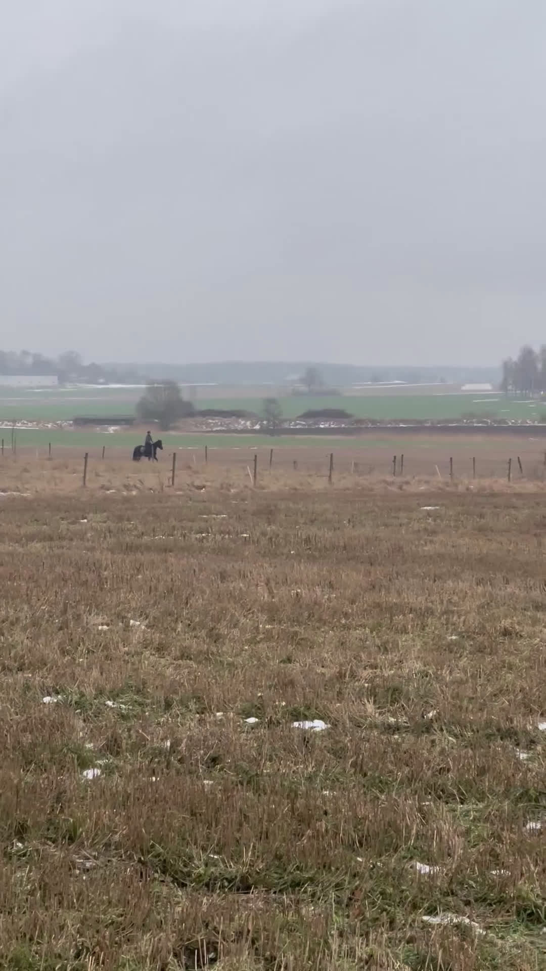 Dressyr hästar till salu: Intelligent uppmärksamt sto  - Video 3