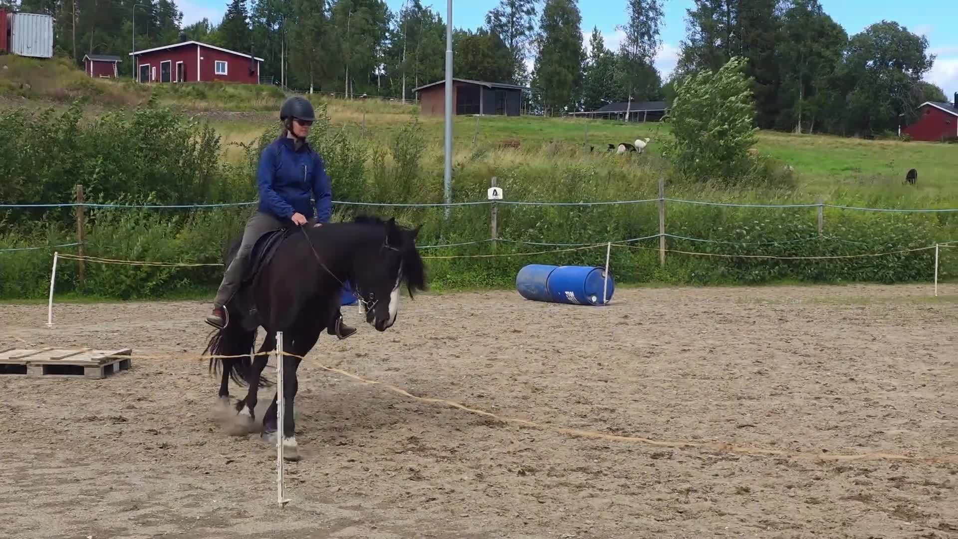 Allround hästar till salu: Vackert sto som passar till flera inriktningar - Video 1