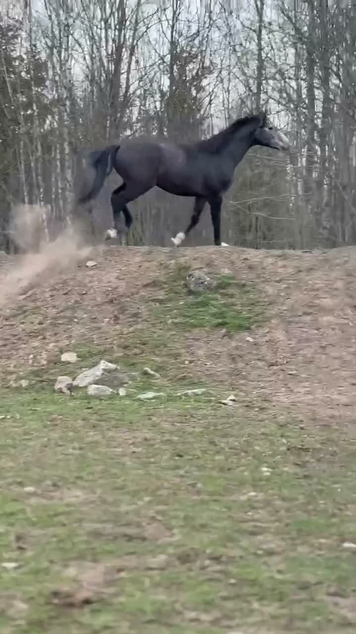 Allround hästar till salu: 3 årig valack  - Video 1