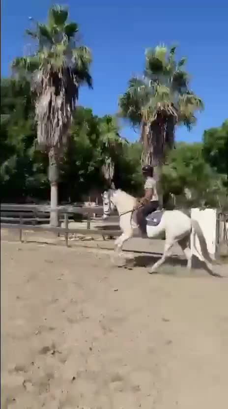Hoppning hästar till salu: Trevliga Prisvärda hästar i Spanien  - Video 1