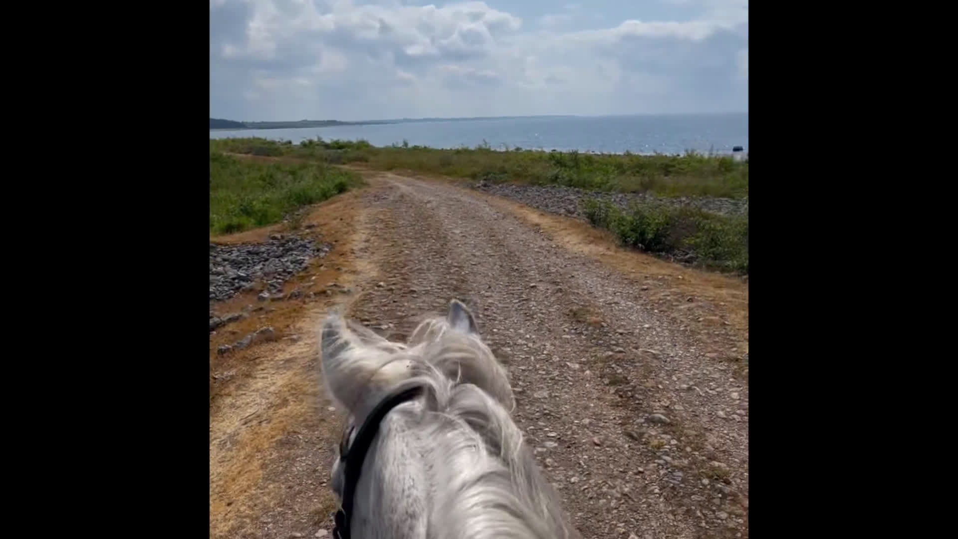 Allround hästar till salu: Snäll D-ponny för ridning och avel! i Broby - Video 1