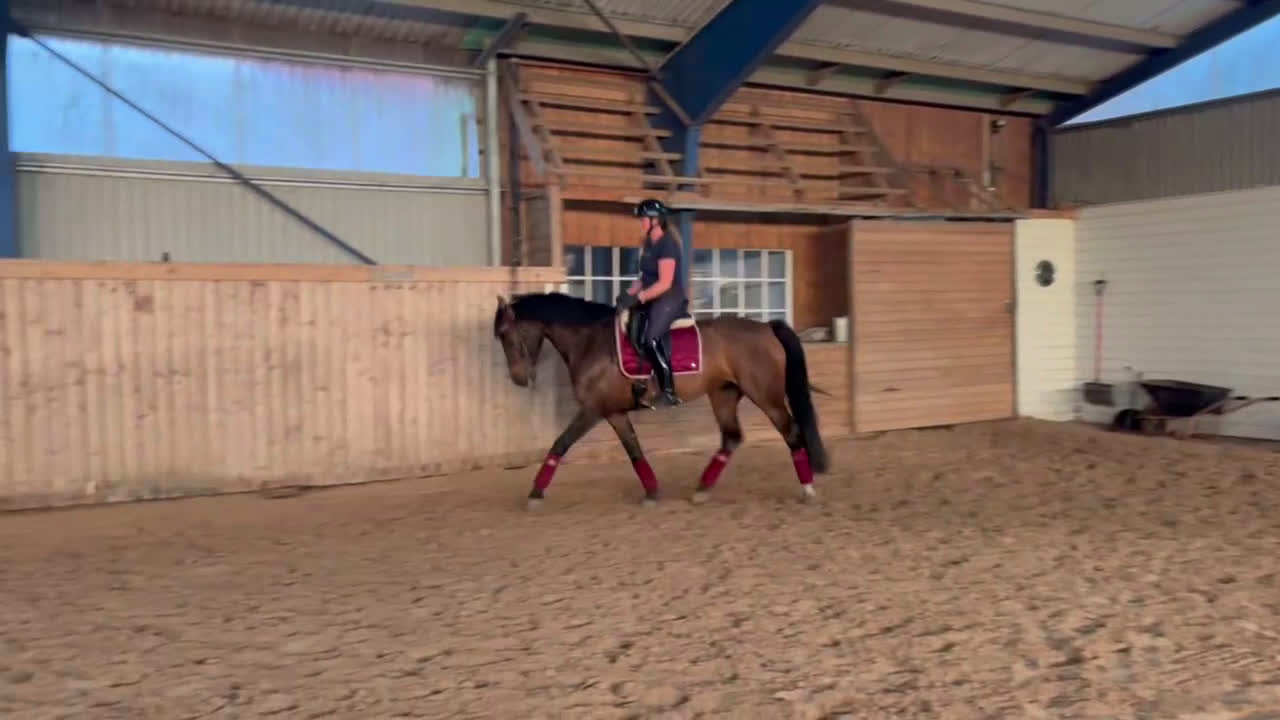 Dressyr hästar till salu: Vaken liten tjej i Laholm - Video 2