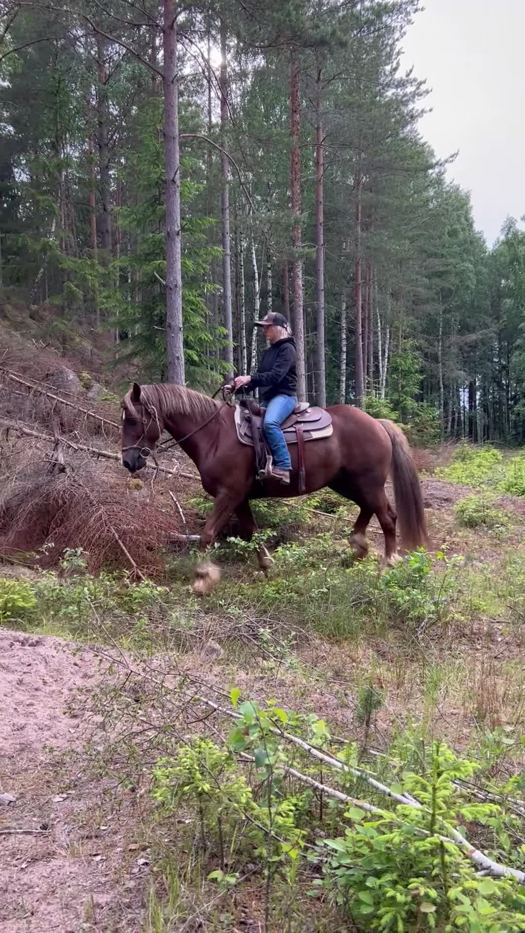 Western hästar till salu: Ståtlig valack med mycket erfarenhet  - Video 1