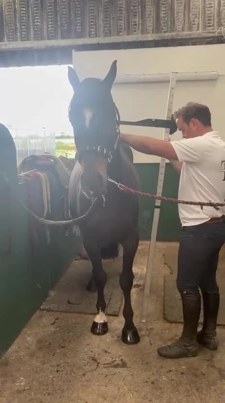 Hoppning hästar till salu: Lovande D Ponny 6 år 💕 - Video 2