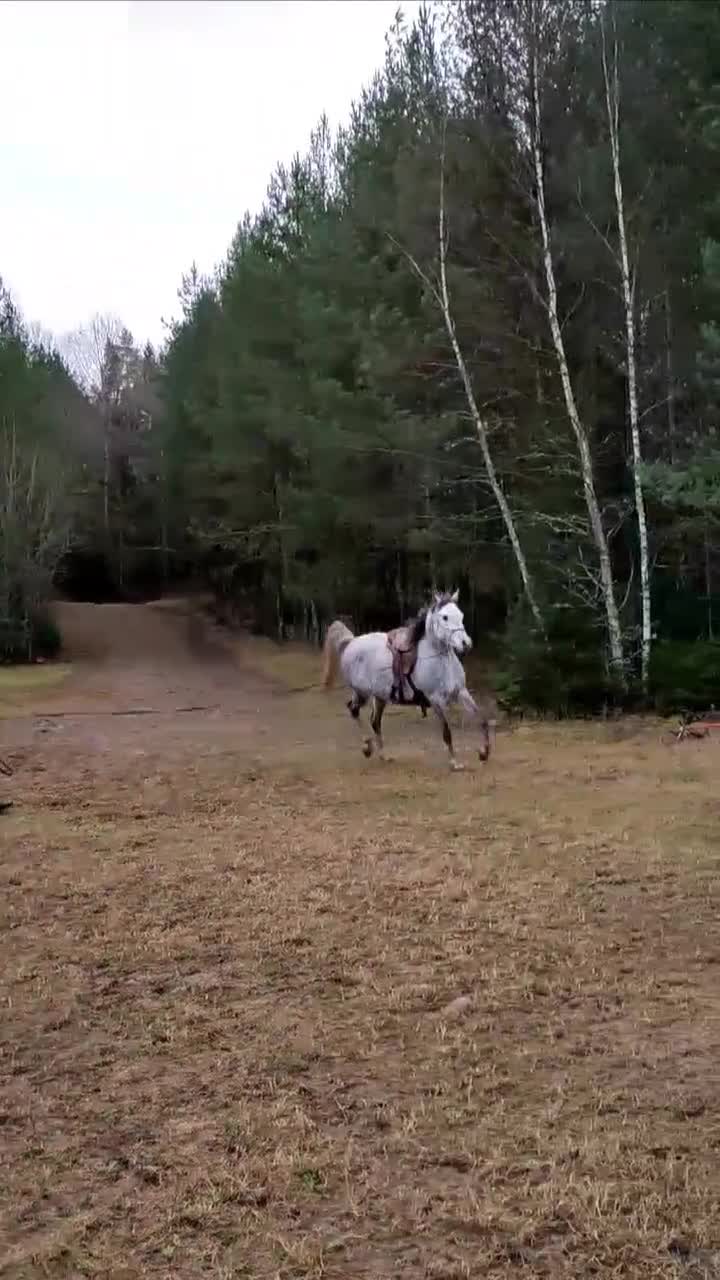 Allround hästar till salu: Flera ston och en hingst - Video 1