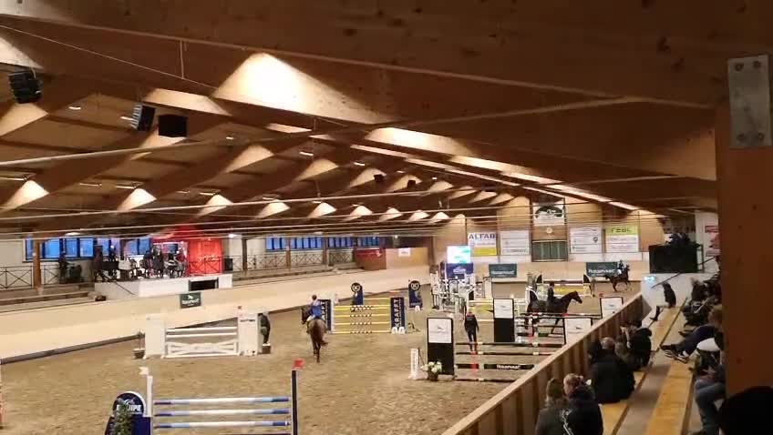 Hoppning hästar till salu: Hopphäst/framtida avel - Video 2