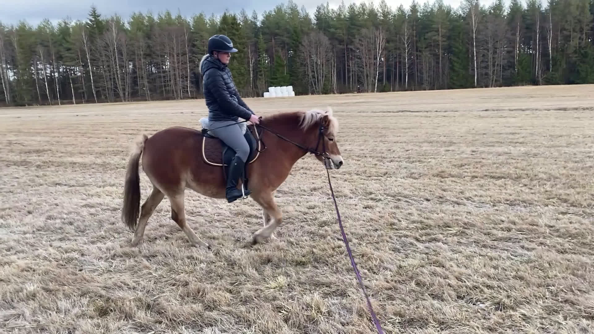 Allround hästar till salu: Fint Gotlandsruss  - Video 2