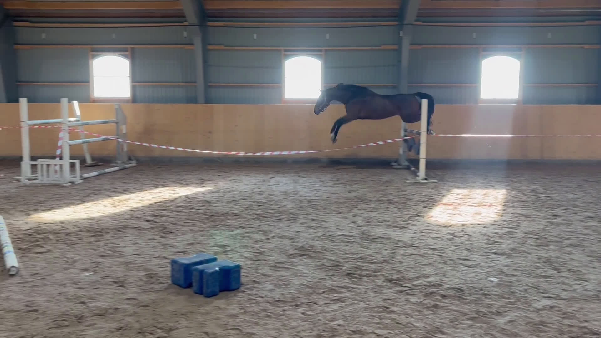 Hoppning hästar till salu: Storhoppande rolig häst - Video 2