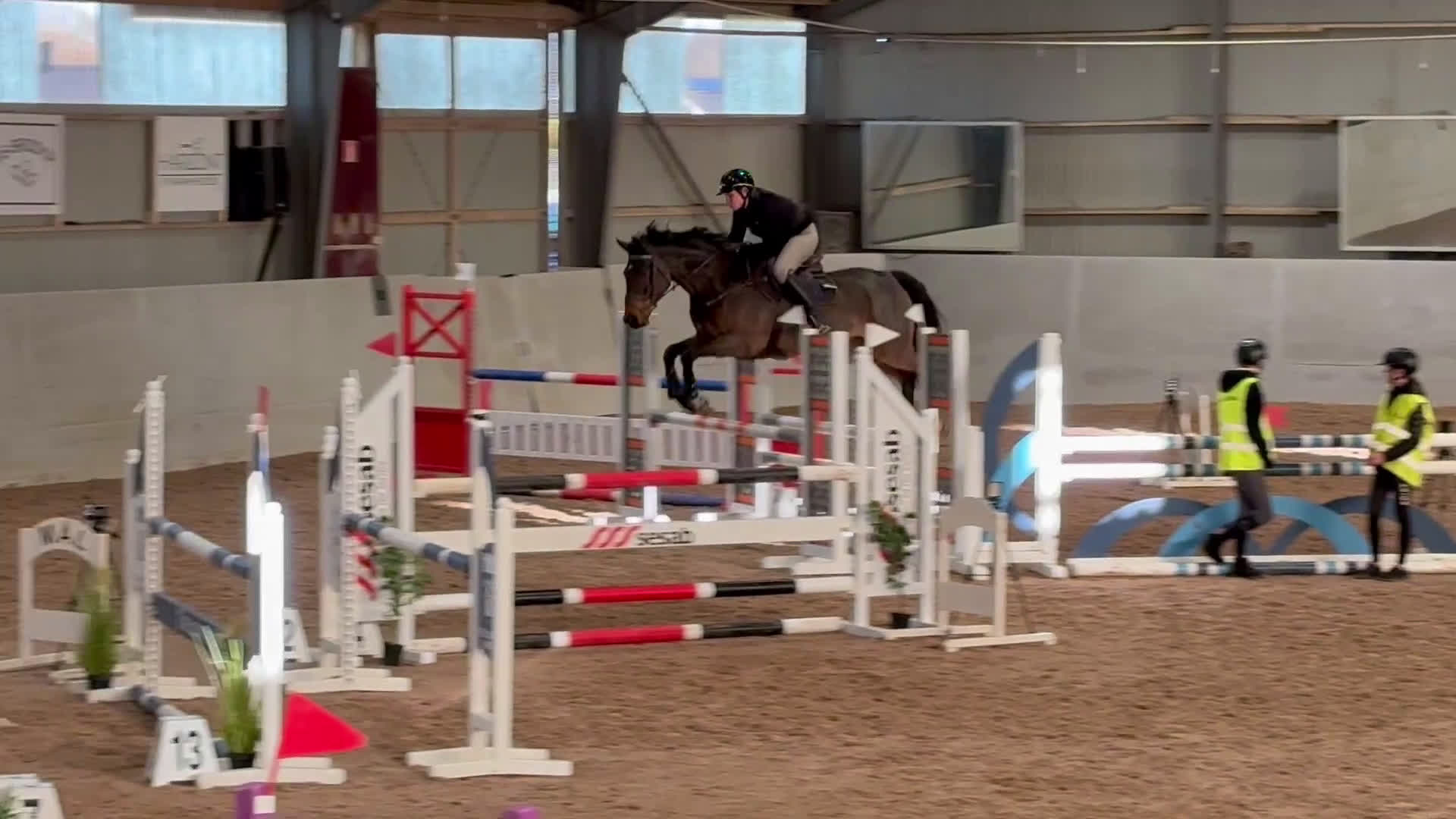 Hoppning hästar till salu: Storhoppande rolig häst - Video 1