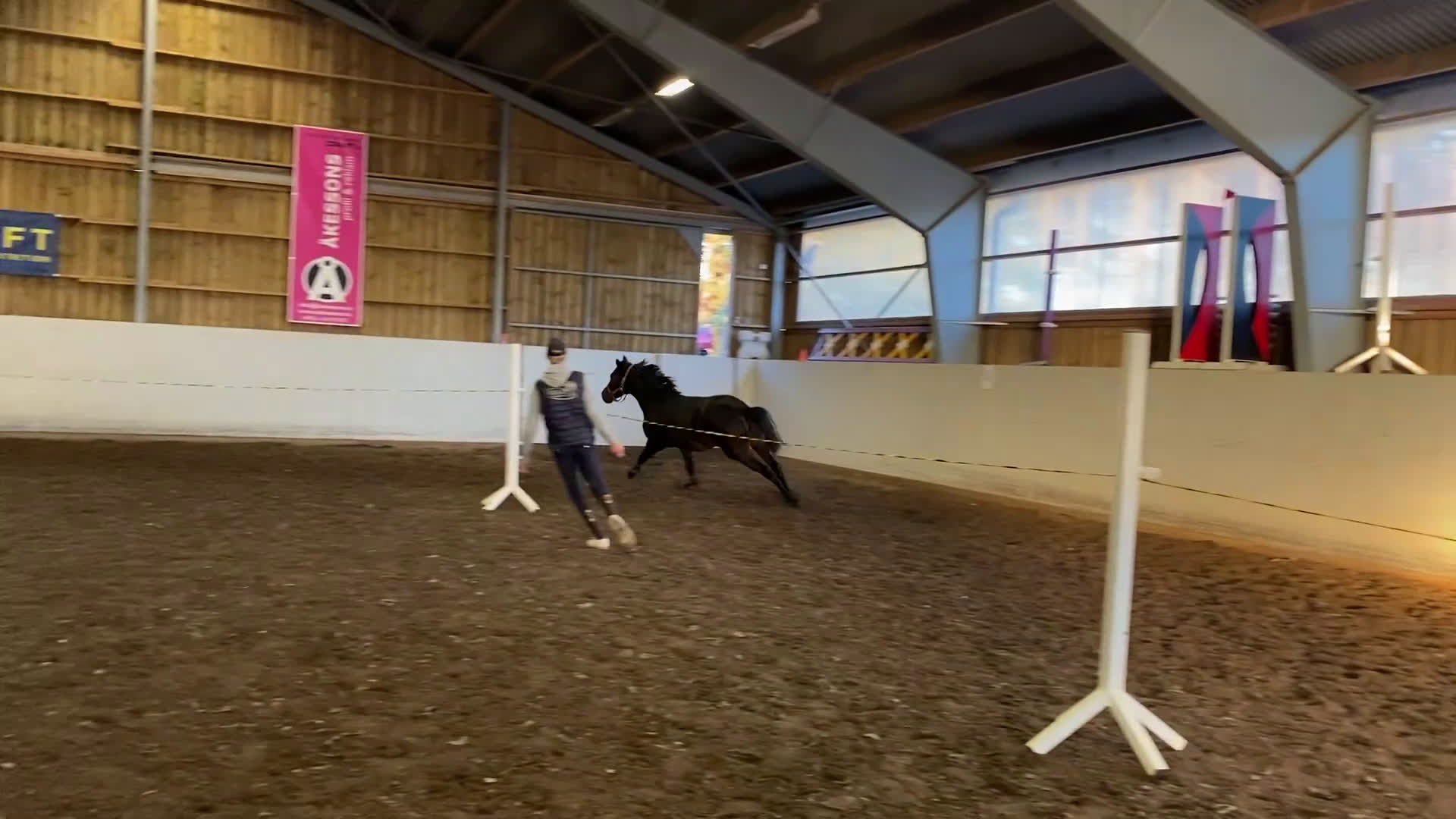 Hoppning hästar till salu: Lovande unghäst! SÅLD - Video 2