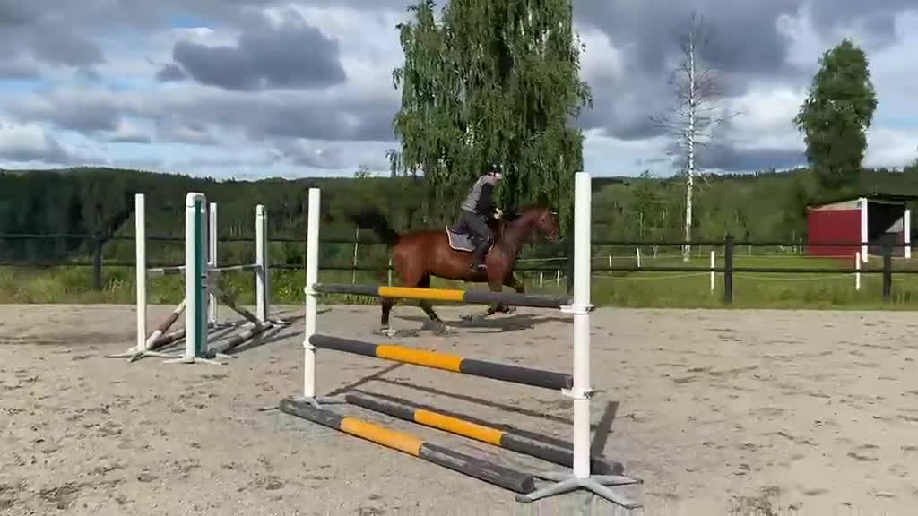 Allround hästar till salu: En gentleman med stort hjärta  - Video 2