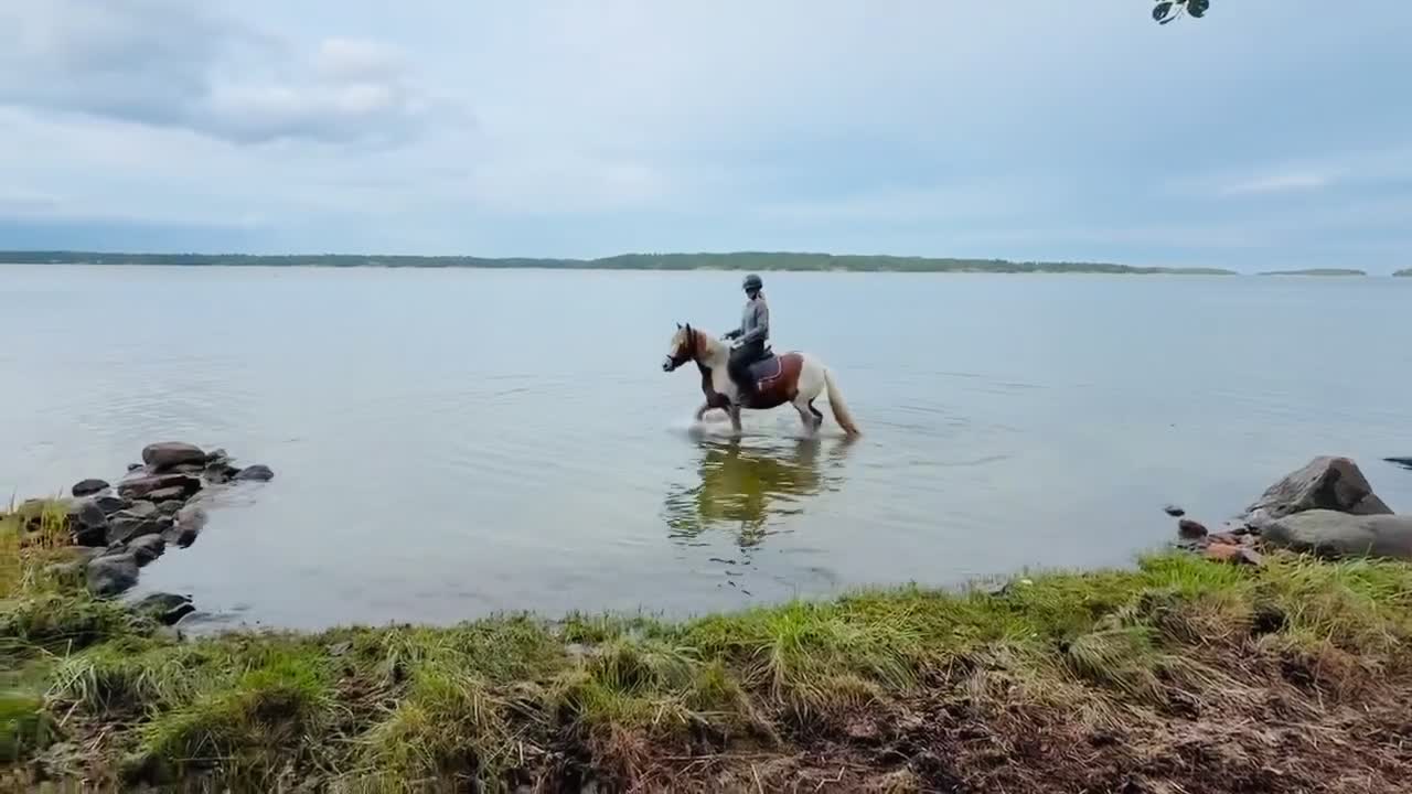 Hoppning hästar till salu: Snäll Blickfångare - Video 1