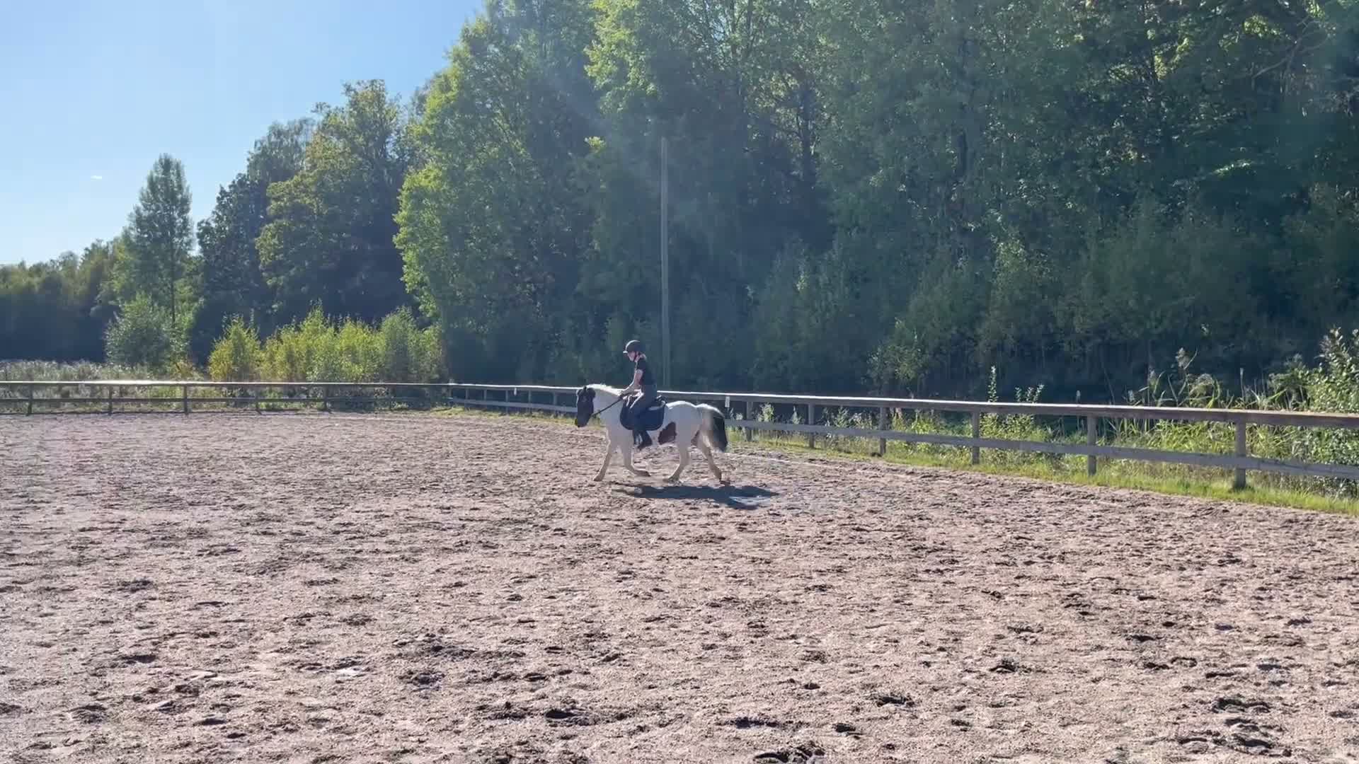 Allround hästar till salu: Roffe letar nytt hem. i Trollhättan - Video 1