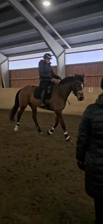 Dressyr hästar till salu: Selektions sto med fin dressyr stam  - Video 2
