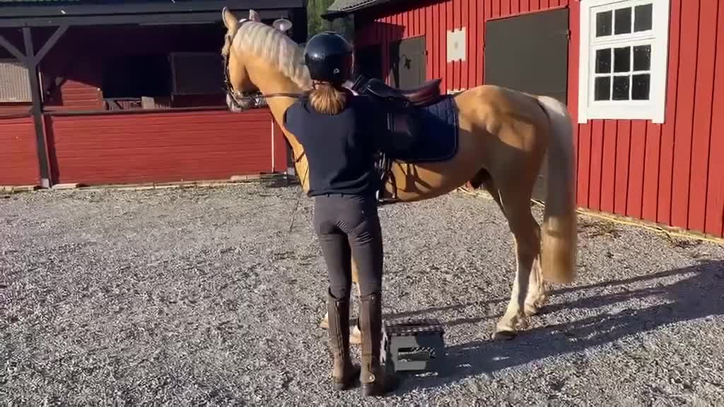 Allround hästar till salu: Lovande ungponny till sport eller avel - Video 2