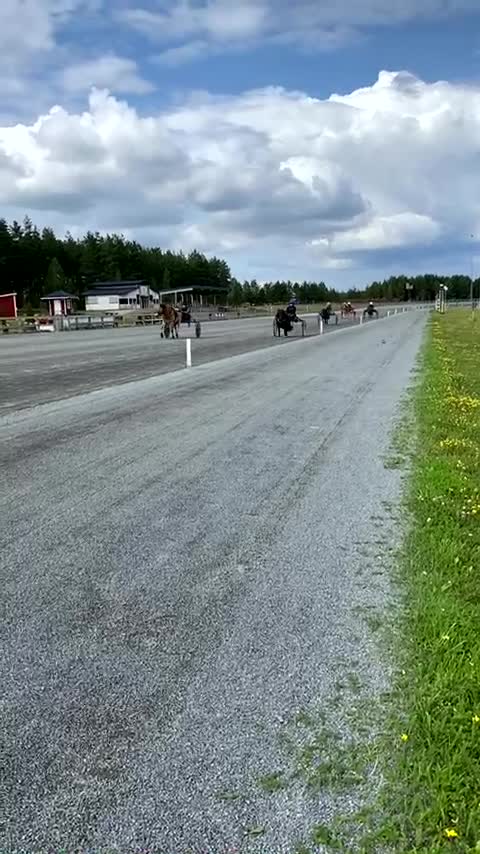 Trav hästar till salu: Shettis med ett stort hjärta  - Video 3