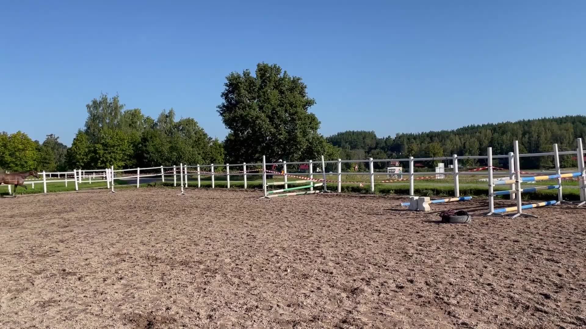 Hoppning hästar till salu: Hopp/fälttävlans sto m coolt psyke  - Video 5