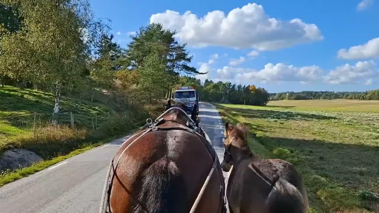 Allround hästar till salu: Toppstammat nordsvenskt hingstföl - Video 1