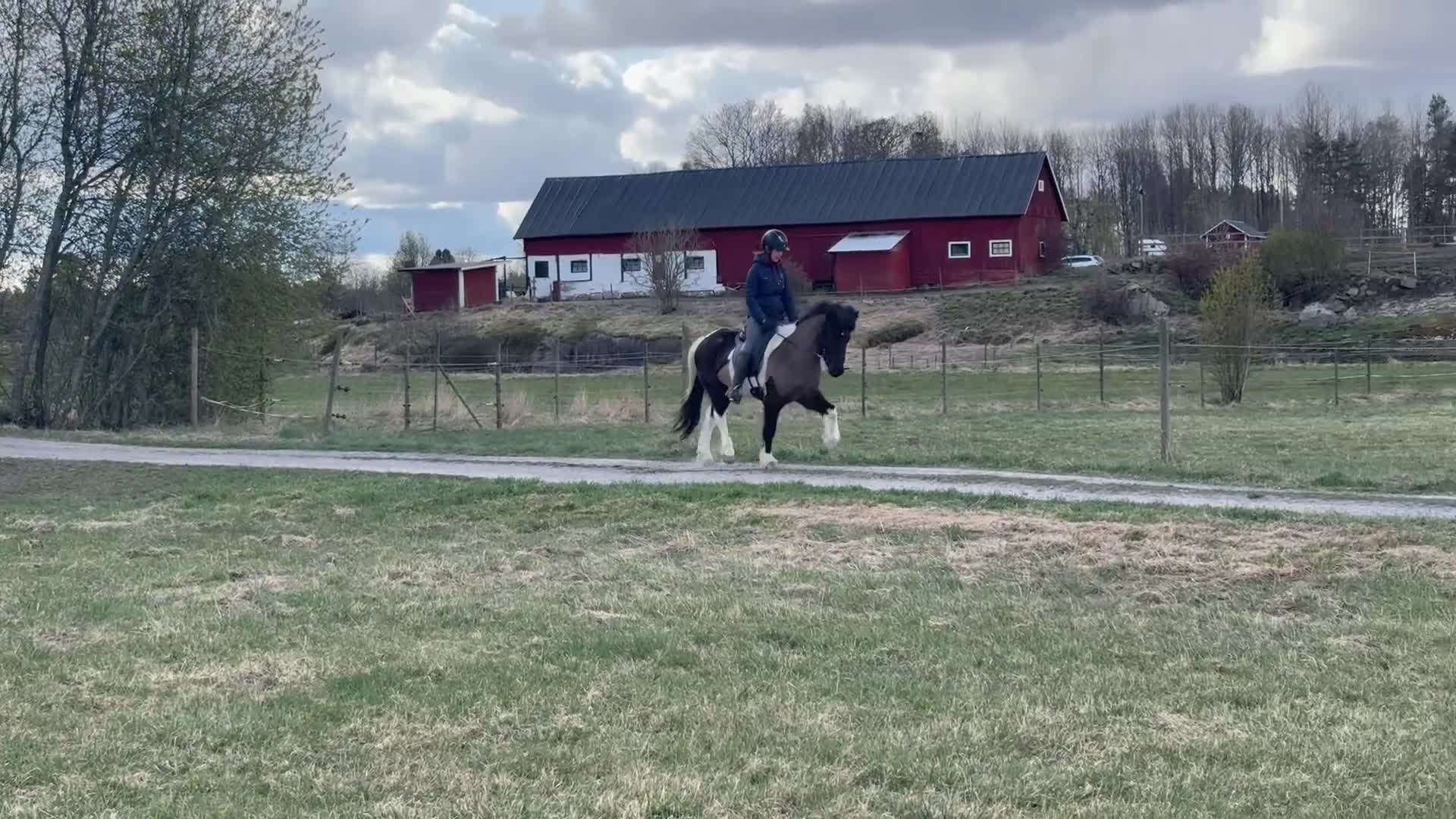 Island hästar till salu: Topp-Skjóni - Video 2