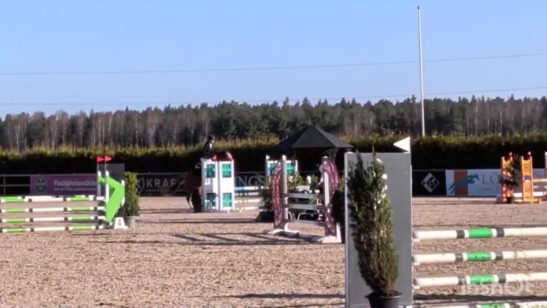 Allround hästar till salu: Mycket trevligt sto  - Video 1