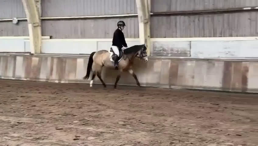 Hoppning hästar till salu: 🌟 Lovande unghäst – valack född 2022 🌟 i Borås - Video 2