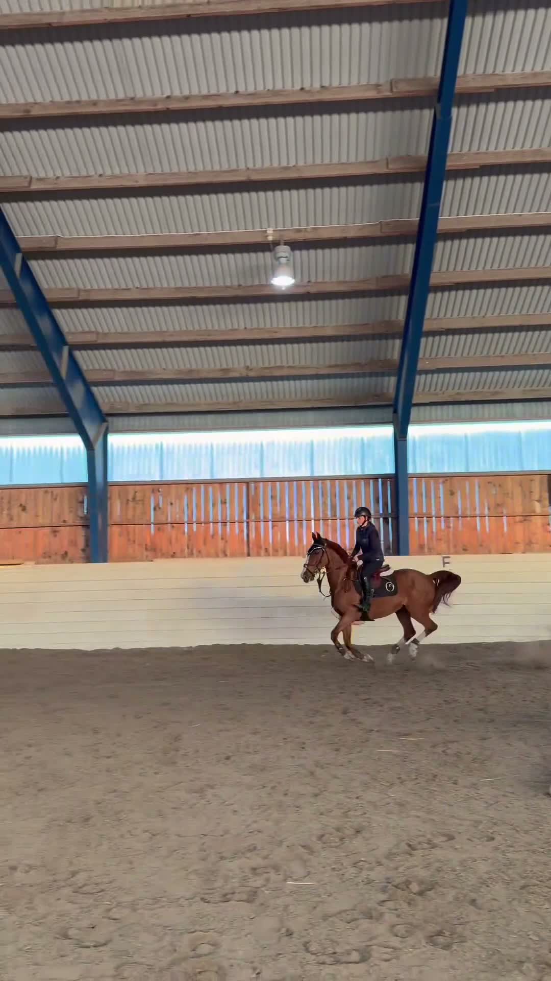 Hoppning hästar till salu: Dponny med kapacitet🌟 - Video 1