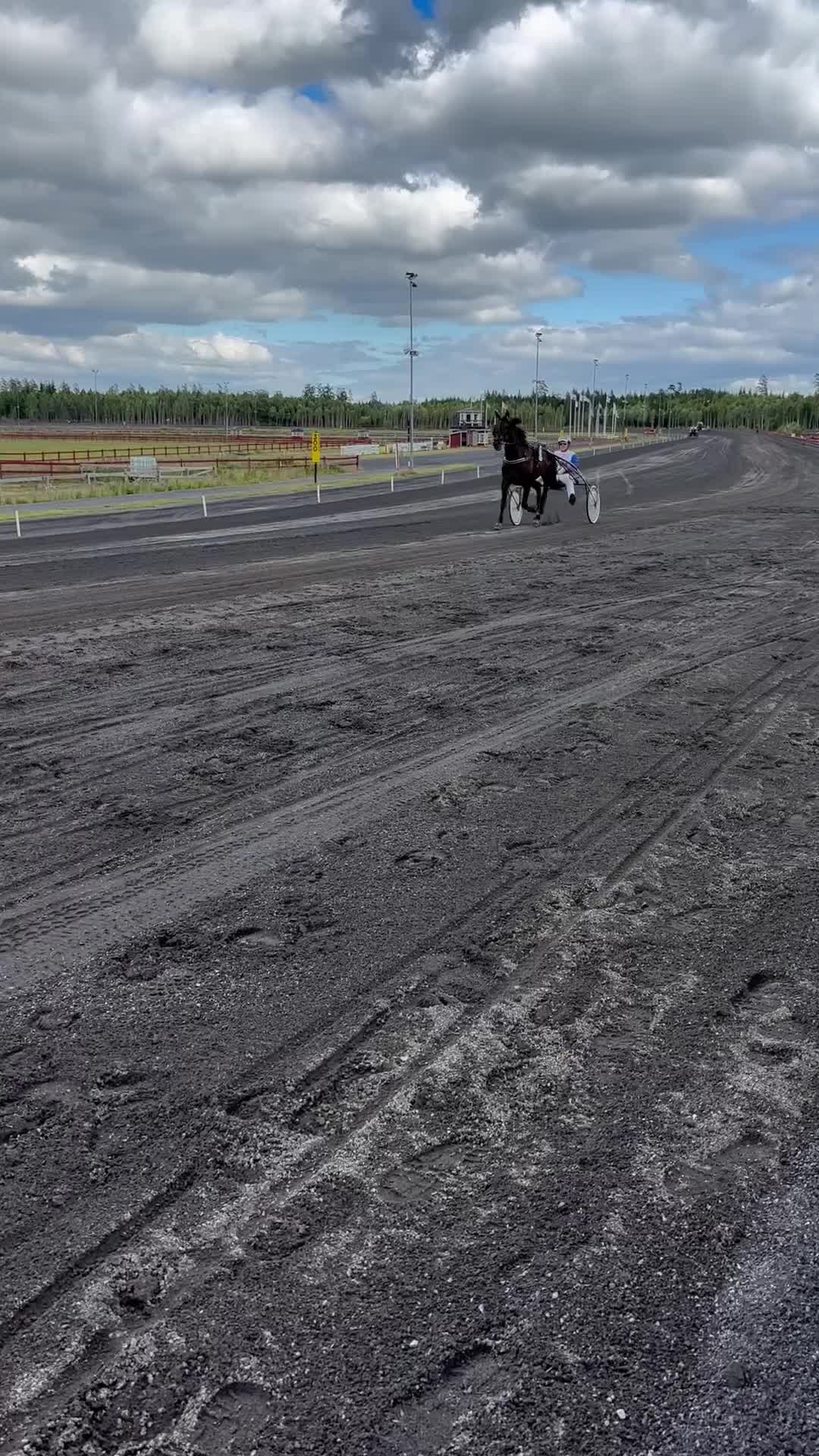 Trav hästar till salu: 4 år valack  - Video 1