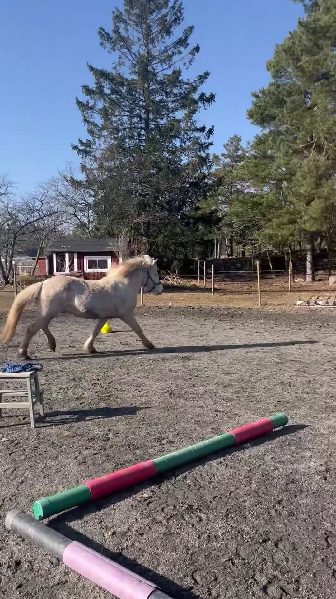 Island hästar till salu: Mycket lovande unghingst i Ankarsrum - Video 1