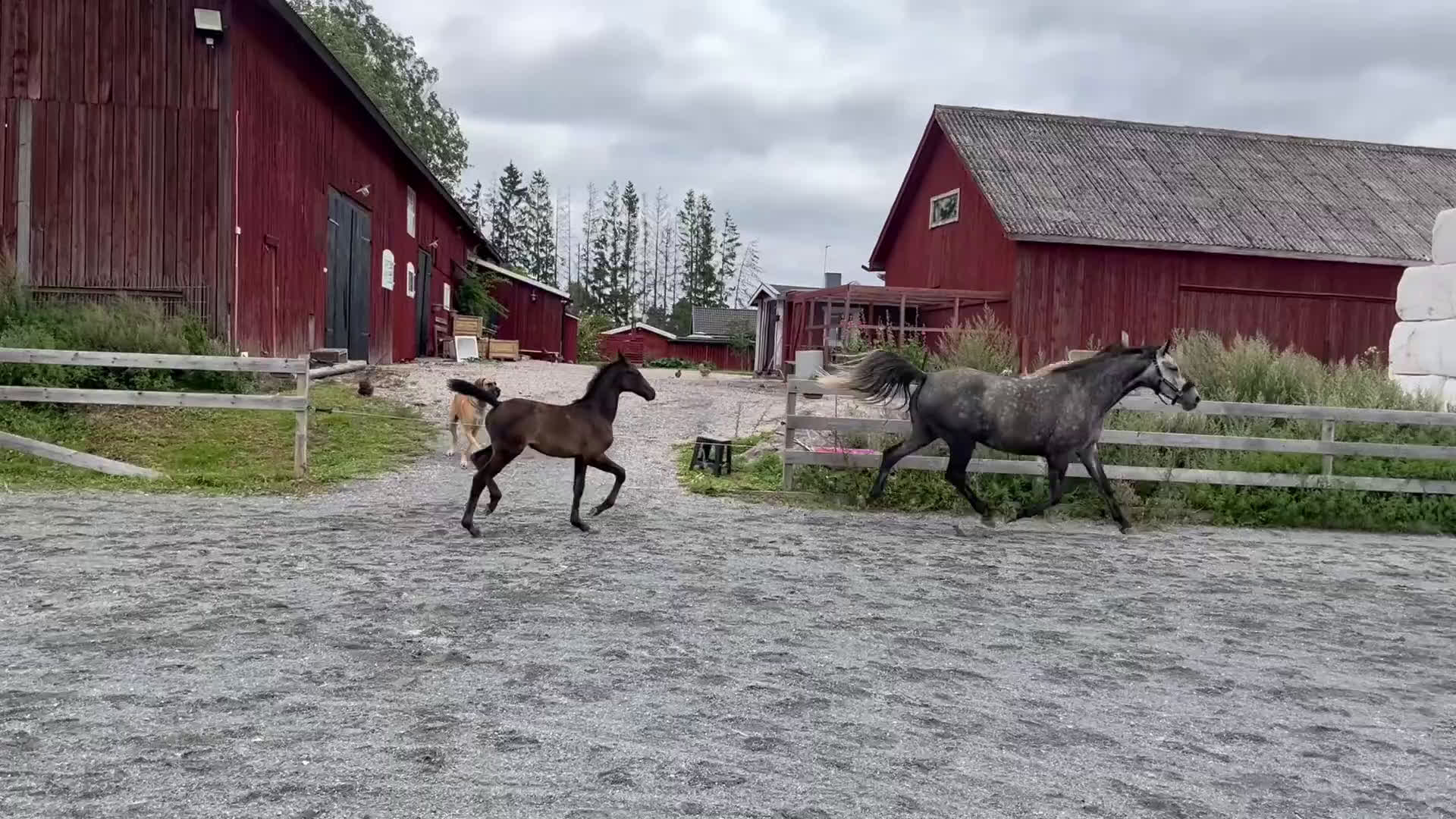 Hoppning hästar till salu: Fantastisk stoföl med stor potential  i Nyköping - Video 2