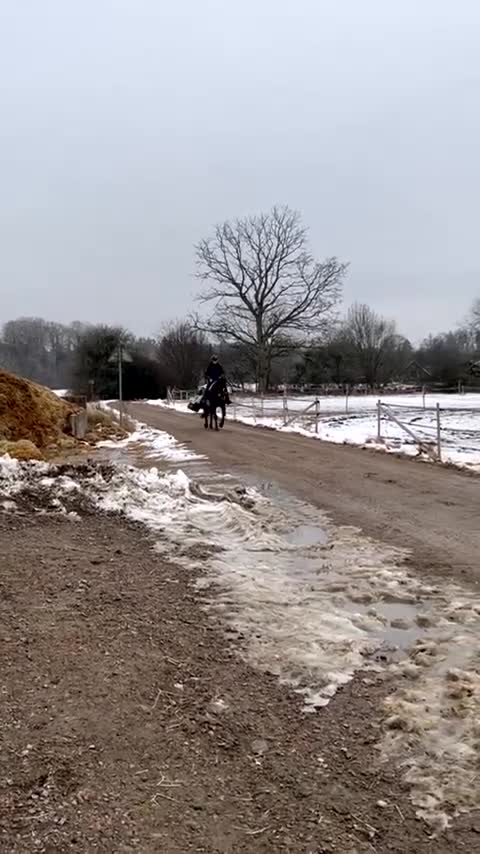  medryttarhäst sökes: Medryttare sökes  i Värends Nöbbele - Video 4