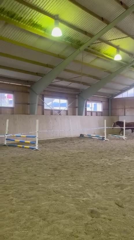 Hoppning hästar till salu: SAMARBETE 2-ÅRIG HOPPHINGST MED STORA KVALITETER! - Video 1