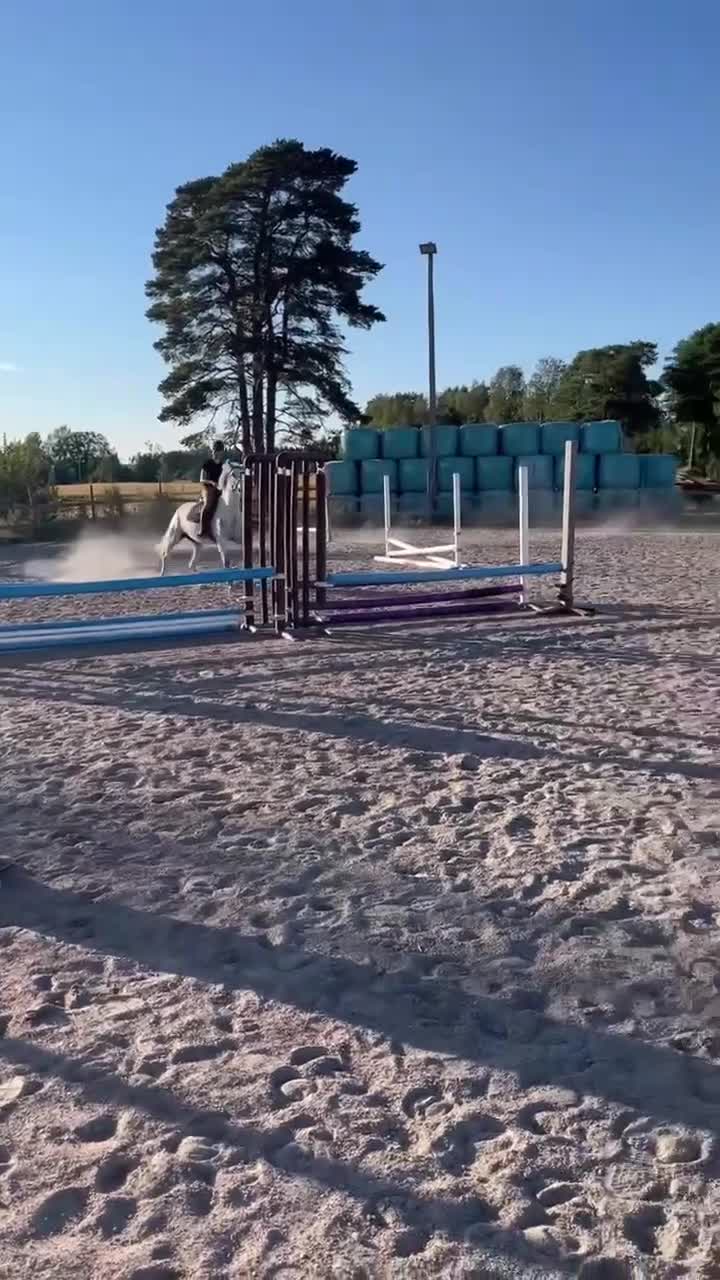 Allround hästar till salu: Trevligt och fint allroundsto - Video 5