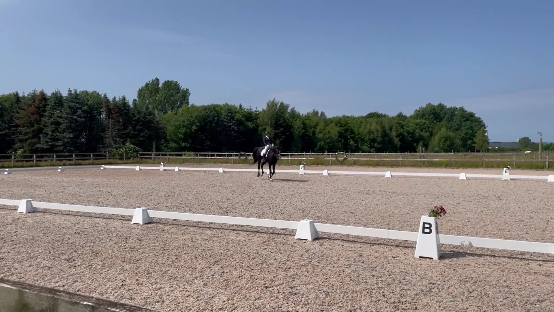 Avelshästar hästar till salu: Läromästare eller lyxig hobbyhäst  - Video 1