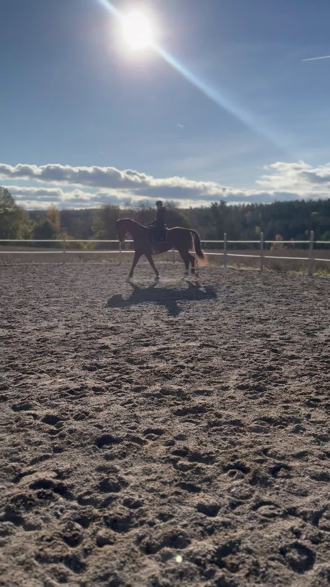 Dressyr hästar till salu: Världens finaste kille i Eksjö - Video 2