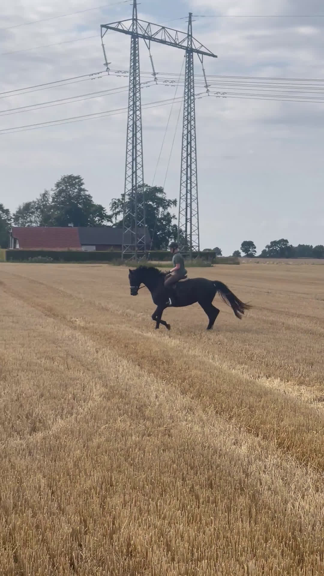 Dressyr hästar till salu: Dressyrsto i Löberöd - Video 4