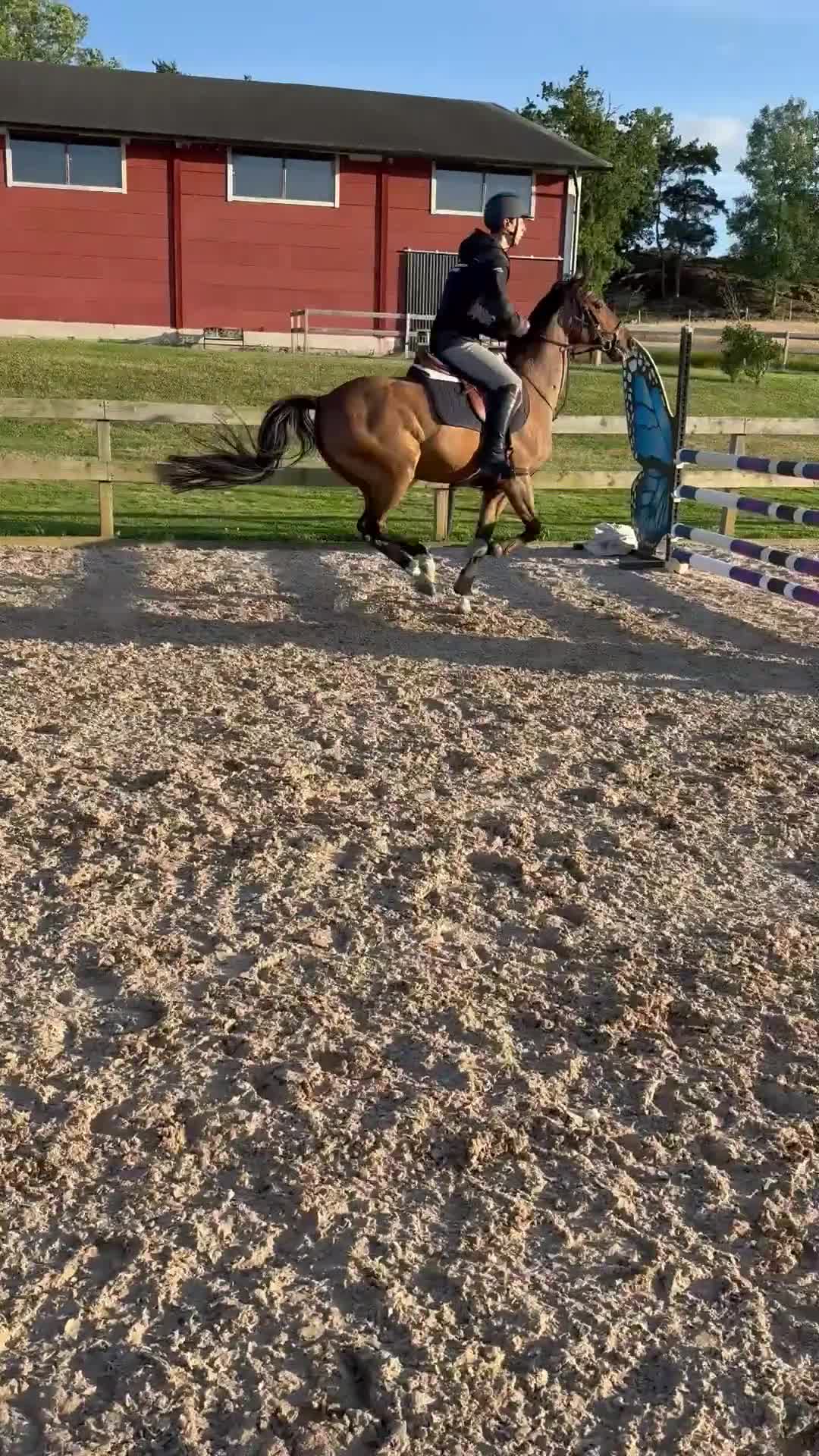 Hoppning hästar till salu: Snäll sportponny - Video 2