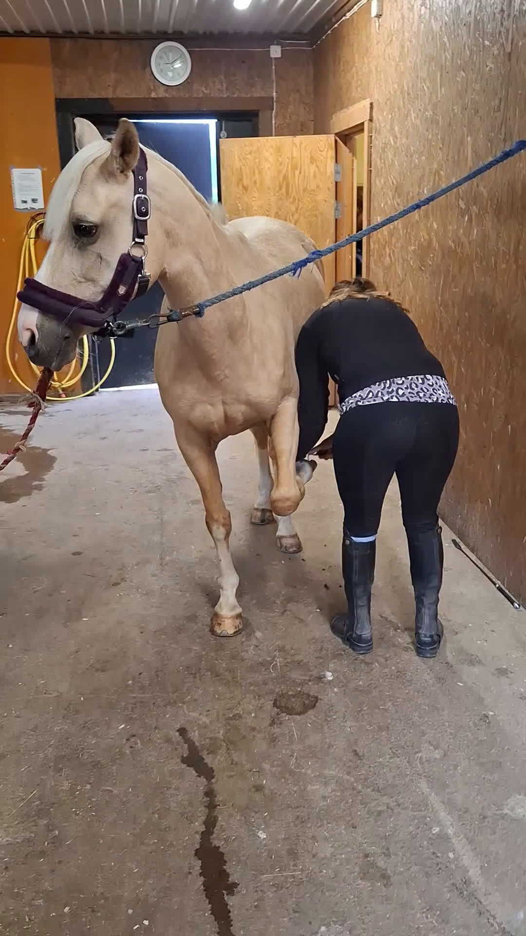 Dressyr hästar till salu: Welsh som syns i mängden  i Tjällmo - Video 3