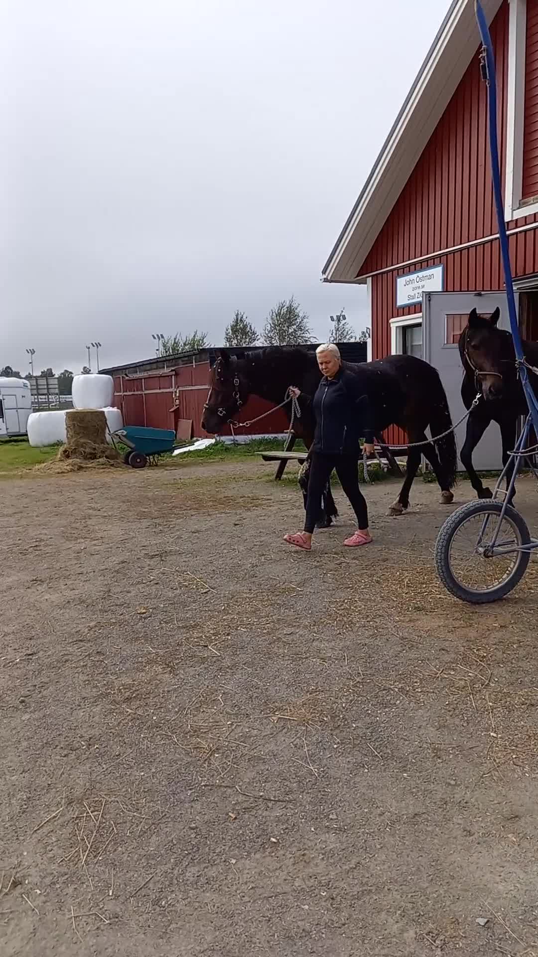 Trav hästar till salu: Snäll starthäst - Video 1
