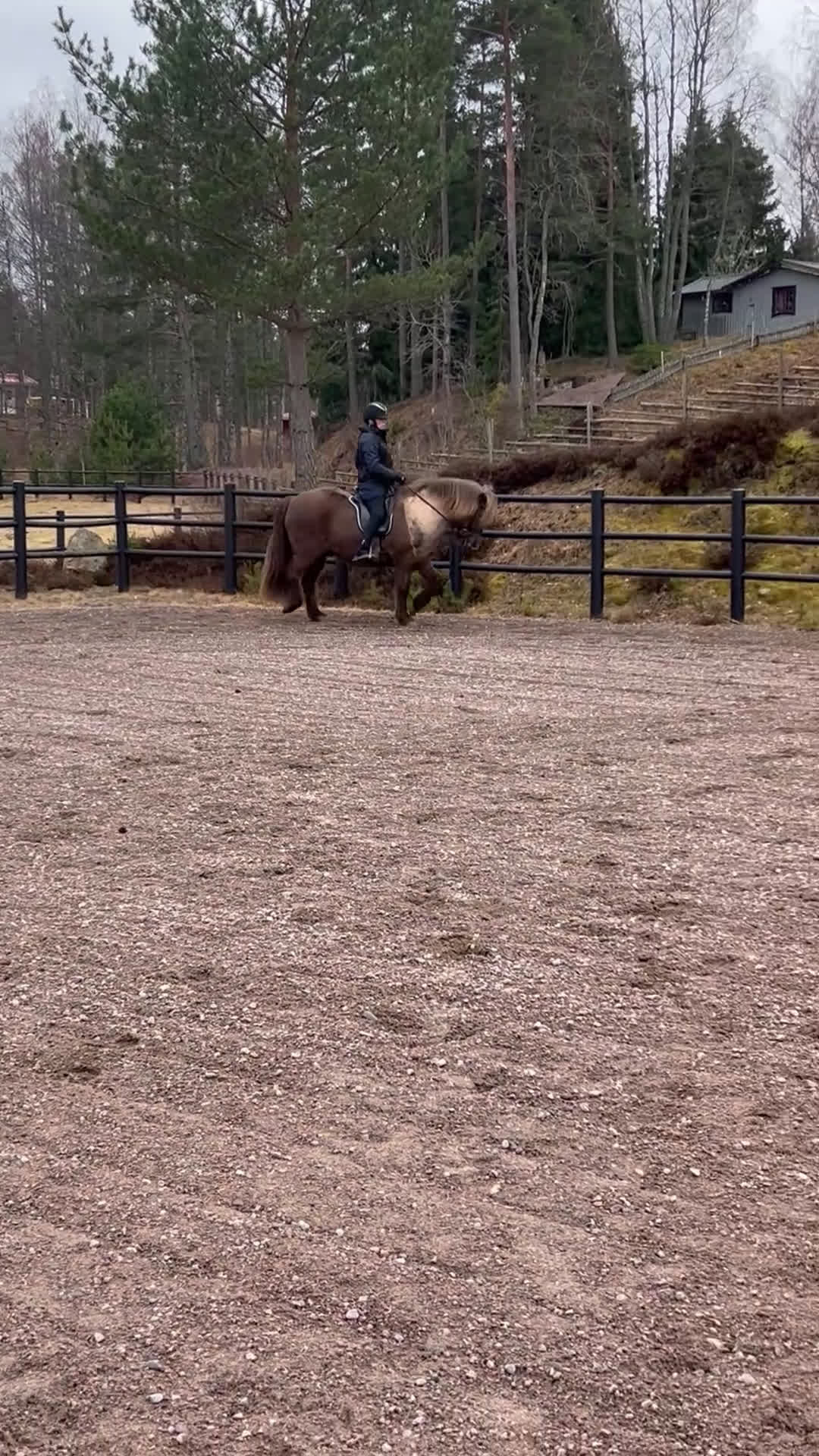 Island hästar till salu: Valack 13 år - Video 2