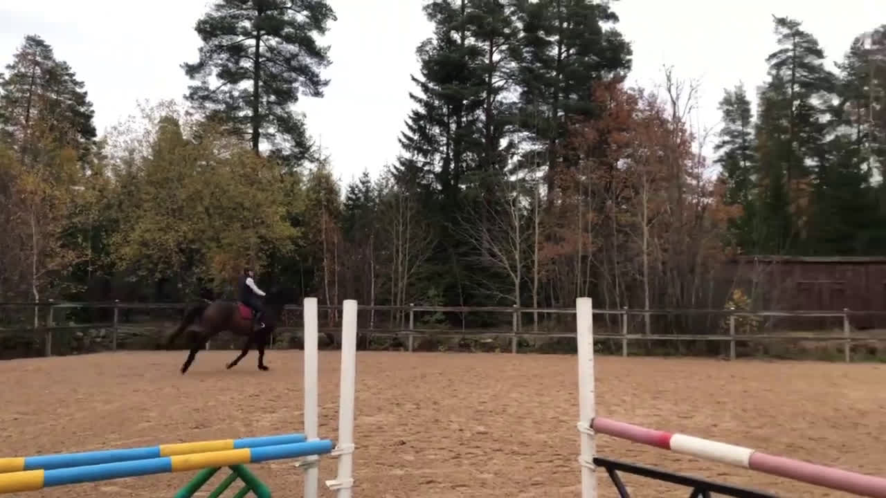 Hoppning hästar till salu: Bruno söker nytt hem i Växjö - Video 2