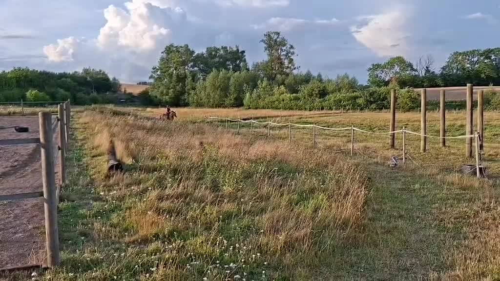 Allround hästar till salu: Stor, vacker och godmodig i Malmö - Video 5