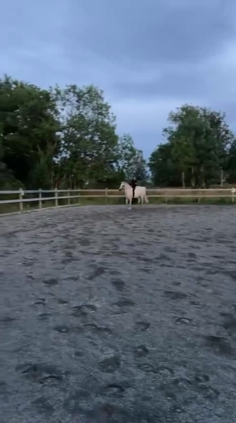 Allround hästar till salu: Vår fina läromästare söker nytt hem! i Knivsta - Video 2